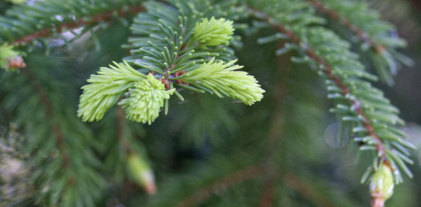 photo by Nina Munteanu