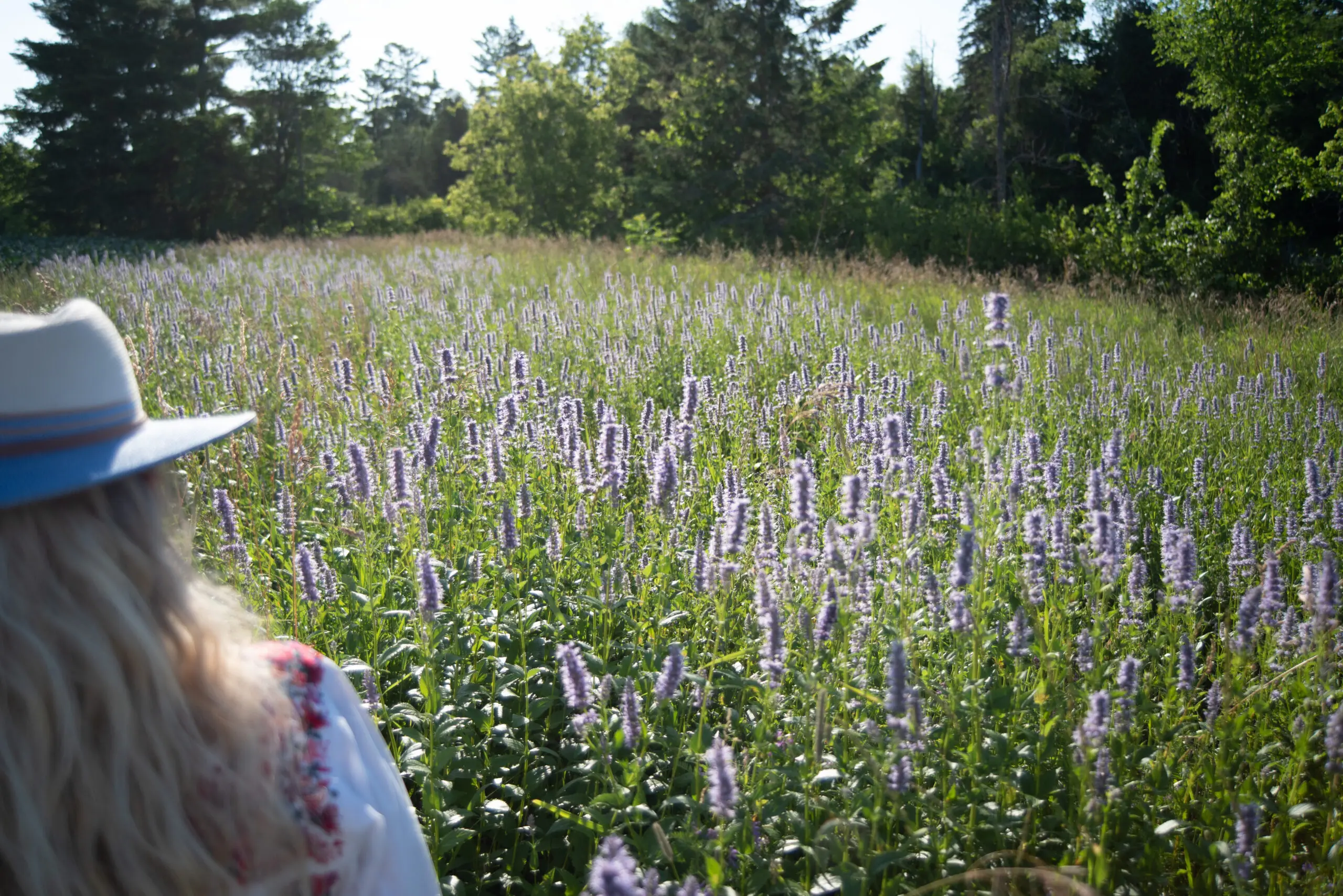 Anise Hyssop: A Bee’s Bestie!